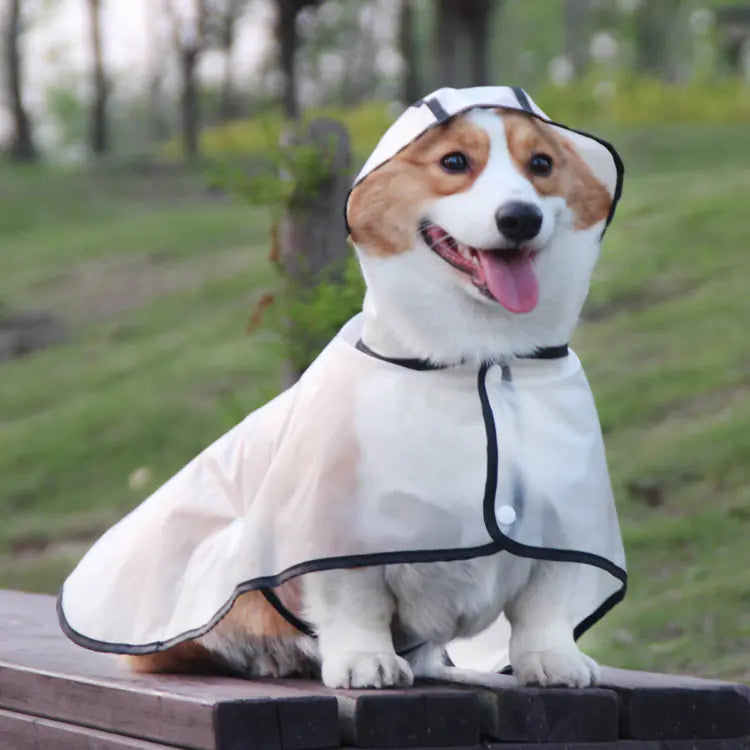 TPU Dog Raincoat for Small Breeds - In Stock