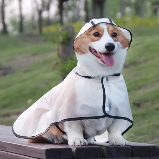 TPU Dog Raincoat for Small Breeds - In Stock
